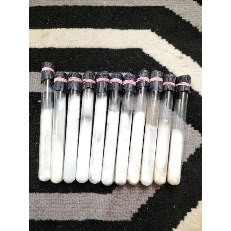 Bibit jamur kuping F0