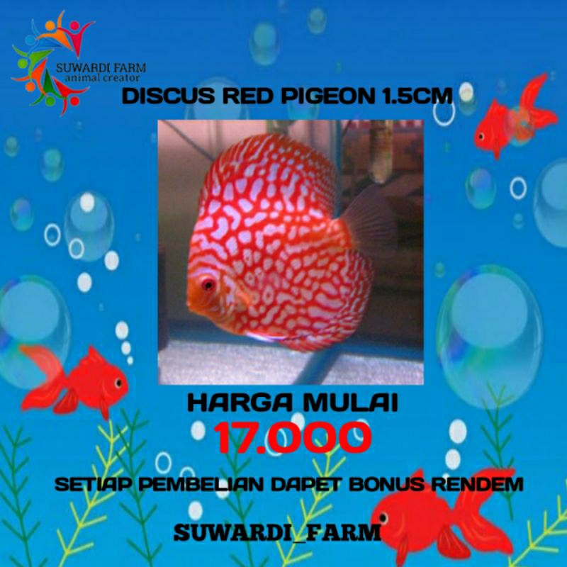 aksesoris Akwarium (Discus red pigeon 1.5 cm)