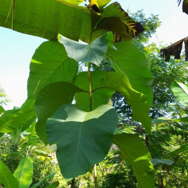 

jual DAUN JATI FRESS PETIK