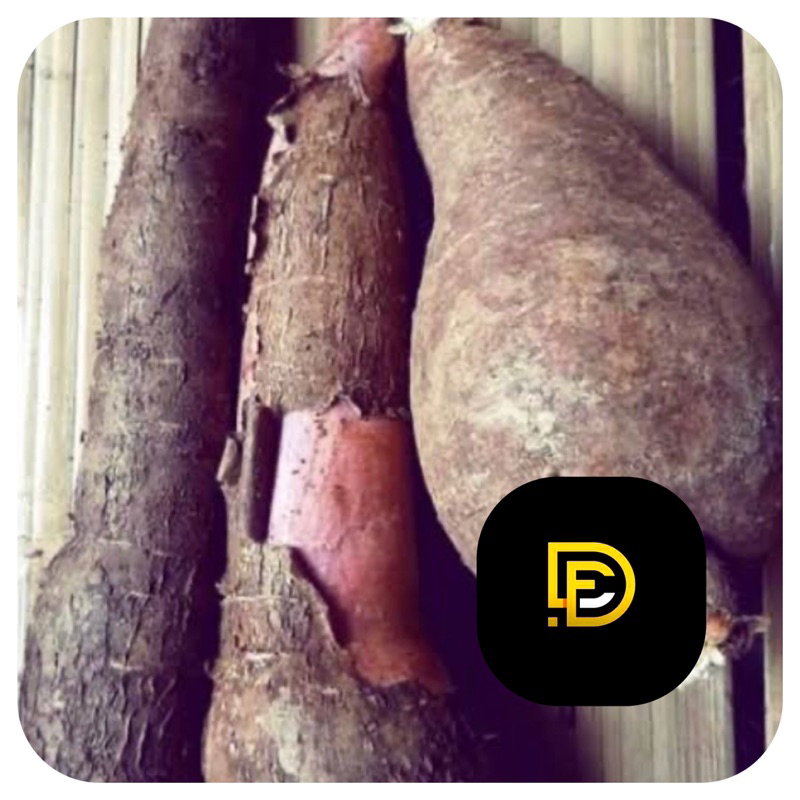 

Singkong sapi kuru singkong racun 1 kg BONUS bibit nya-az