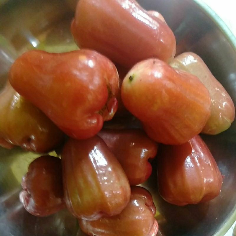 

Jambu Air Klampok Merah Citra kilogram