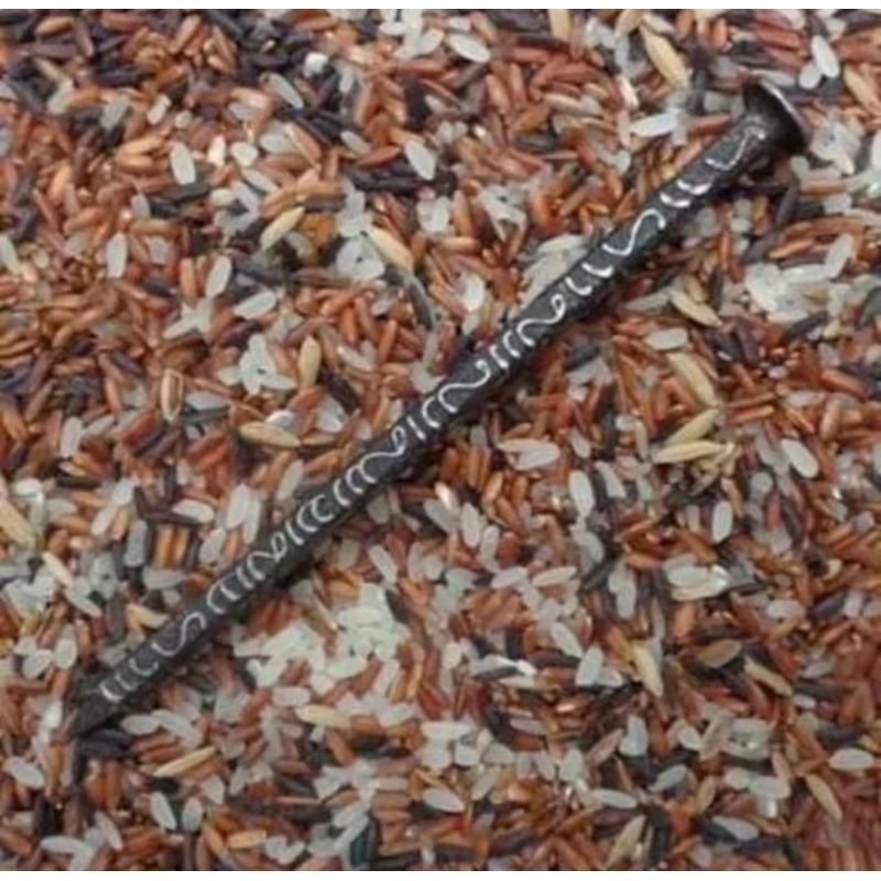 

Paku bumi rajah hitam 10-12cm