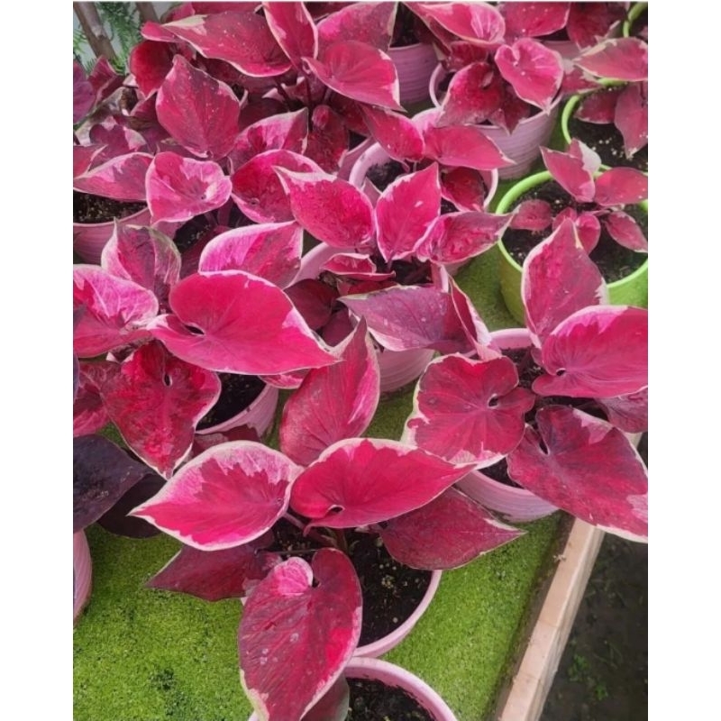 Keladi Dwi Warna Tanaman Hias Keladi Dwi Warna Anakan Murah Merah BUKAN UMBI