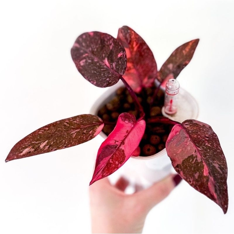 Philo Pink Princes Tanaman Hias Philodendron Pink Princes Philo Princes