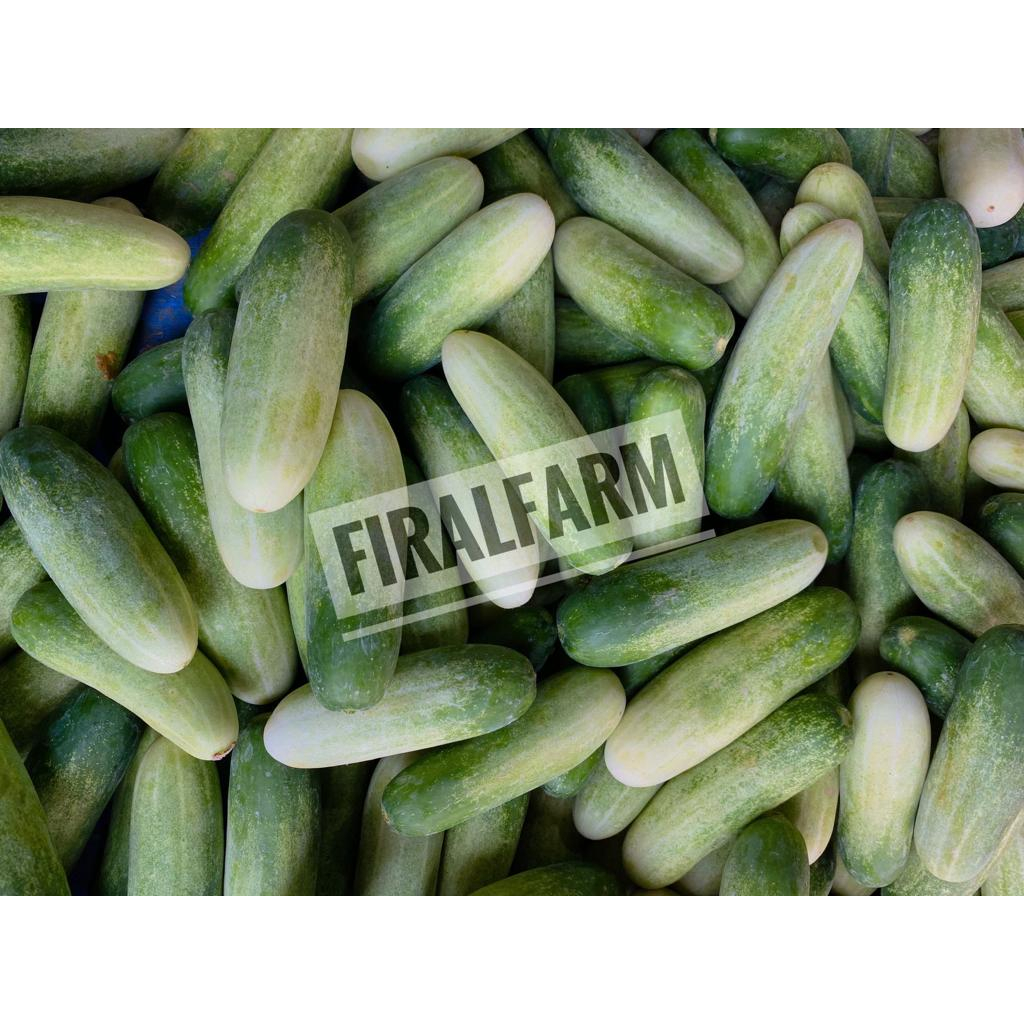 

Timun Segar 500gr