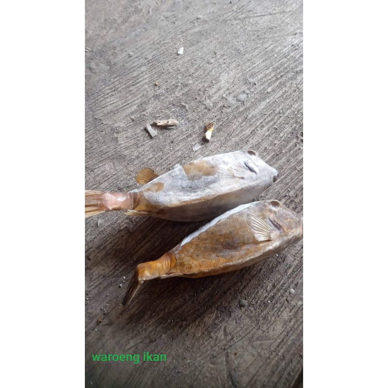 

ikan kudu kudu segar boxfish 1kg