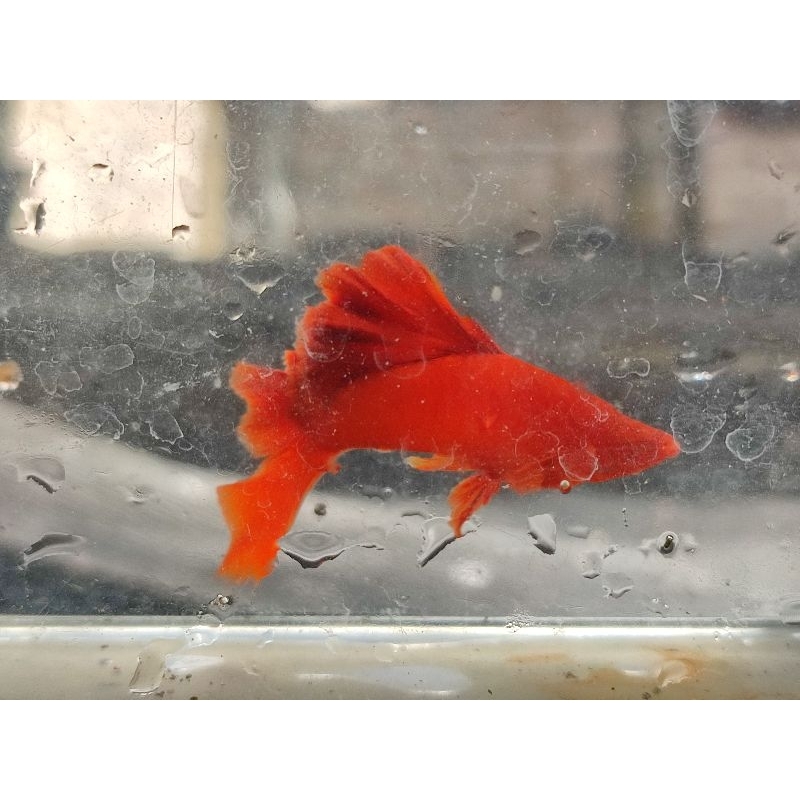 bloodred cauliflower sabertail aksesoris aquarium