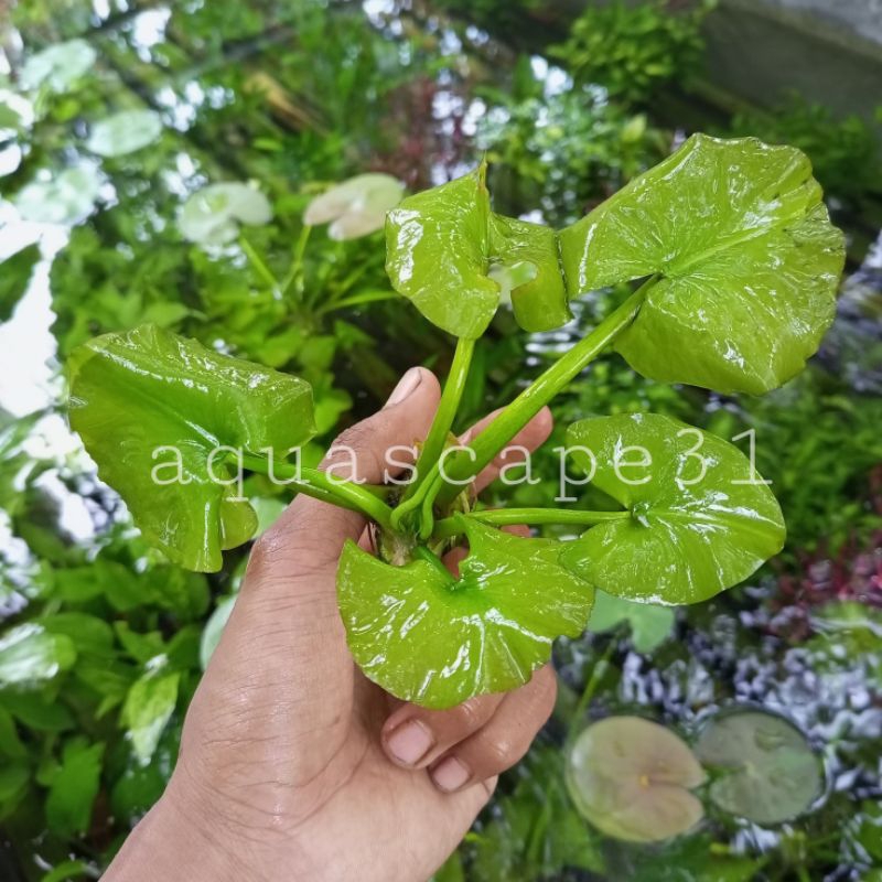 Water Lily Tanaman Aquascape Hiasan Aquarium