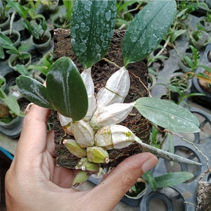 Dendrobium Agregatum