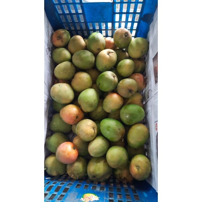 

MANGGA GEDONG GINCU