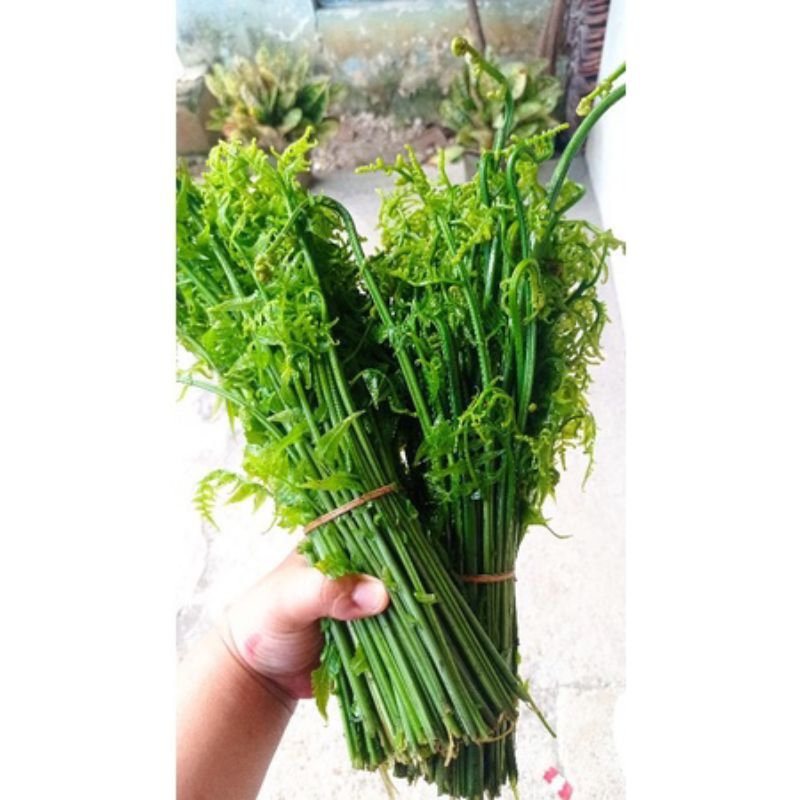 

Pakis Sayur segar Baru Dipetik 250gram pakis sayur mantap