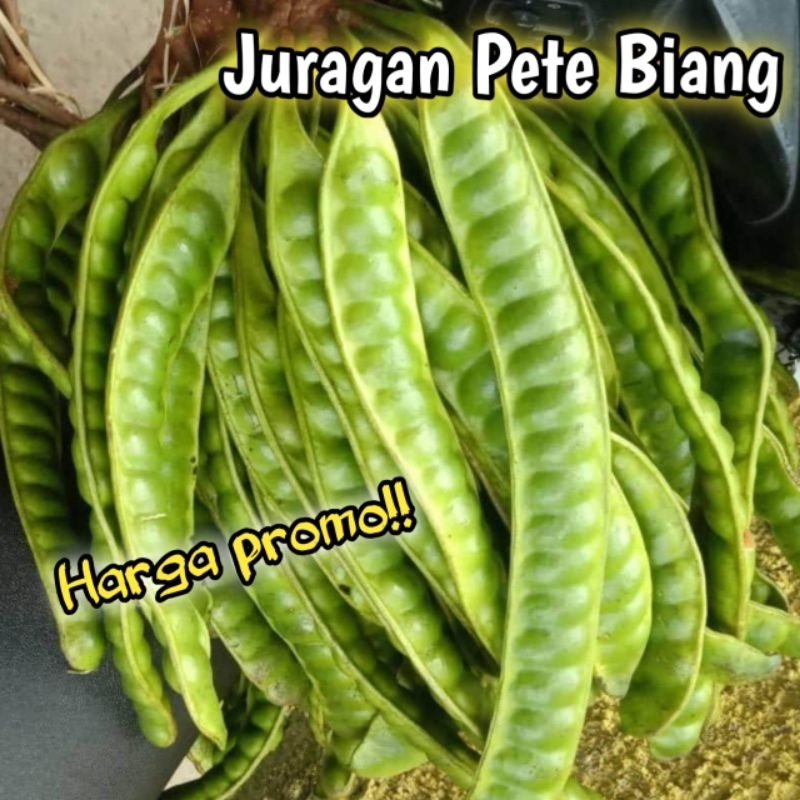 

PETE SEGAR SUPERAN ISI 20 PAPAN/PETE SUPER/PETE MURAH/PETE TUA/PETE/PETAI/PETE KUPAS/SAYURAN SEGAR