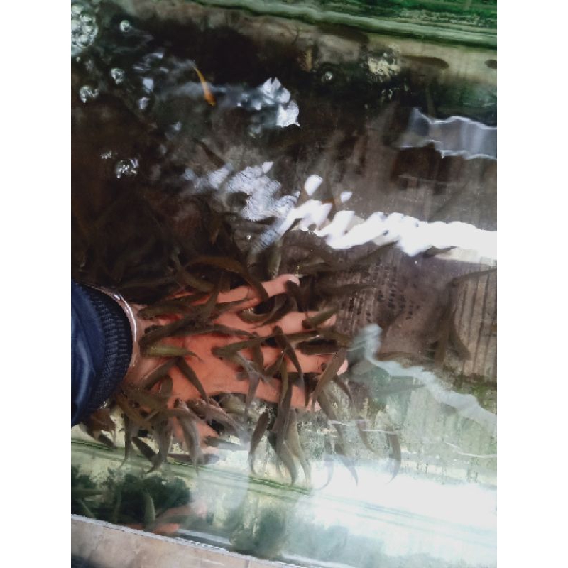 ikan terapi nilem lemon