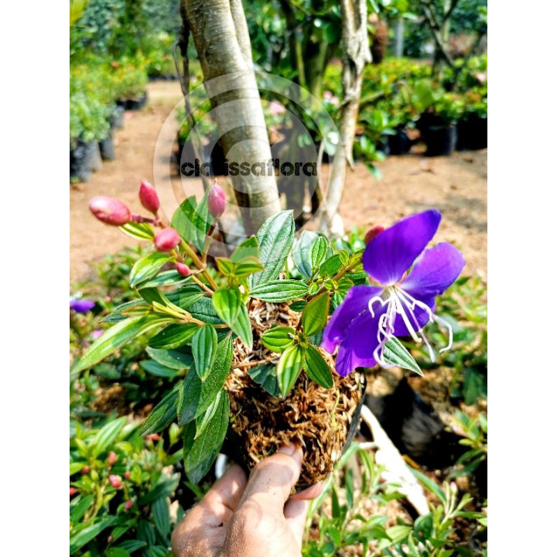 PROMO Tanaman hias senggani bunga ungu kebiruan real asli - pohon senggani - tanaman hias hidup seng