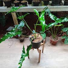 tanaman hias  philodendron williamsii