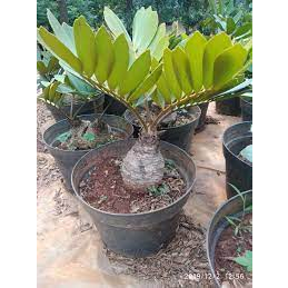 tanaman hias zamia furfuracea