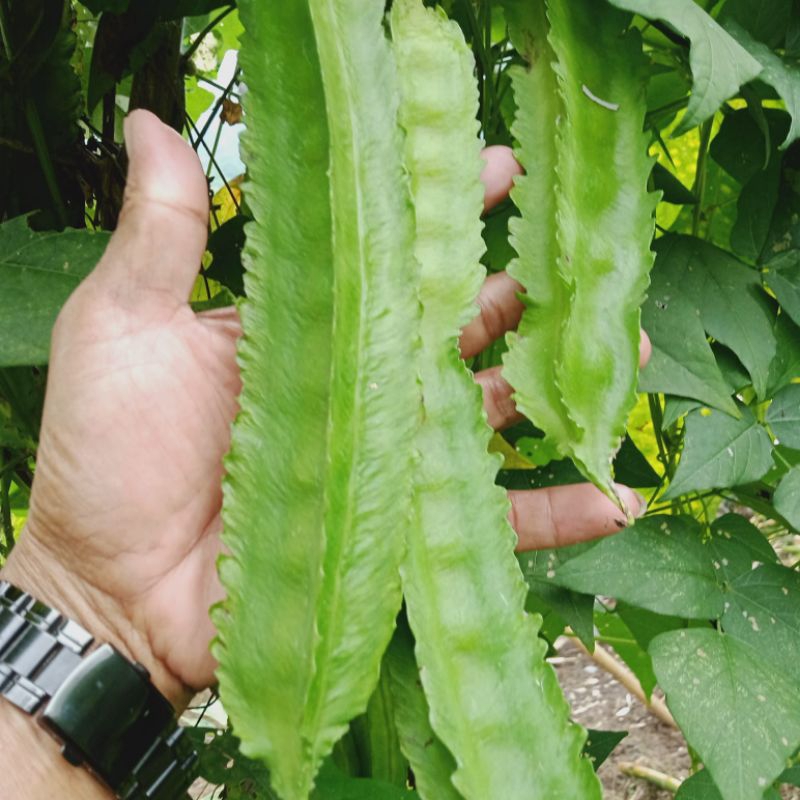 

Kacang belingbing atau kecipir 500 gr