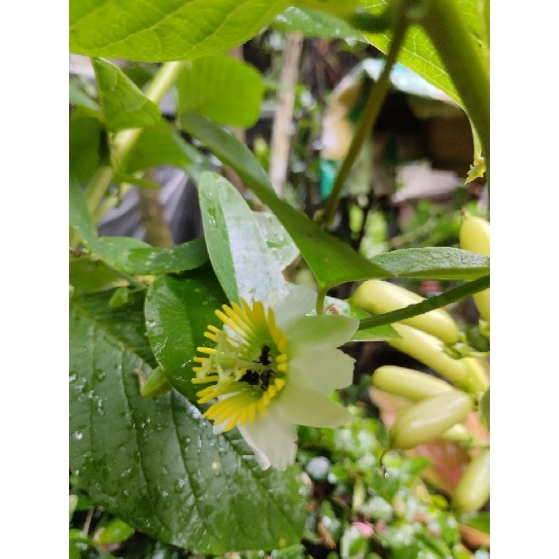 

2Xbtygneal Sakha Snack ) Madu Klanceng 1Kg