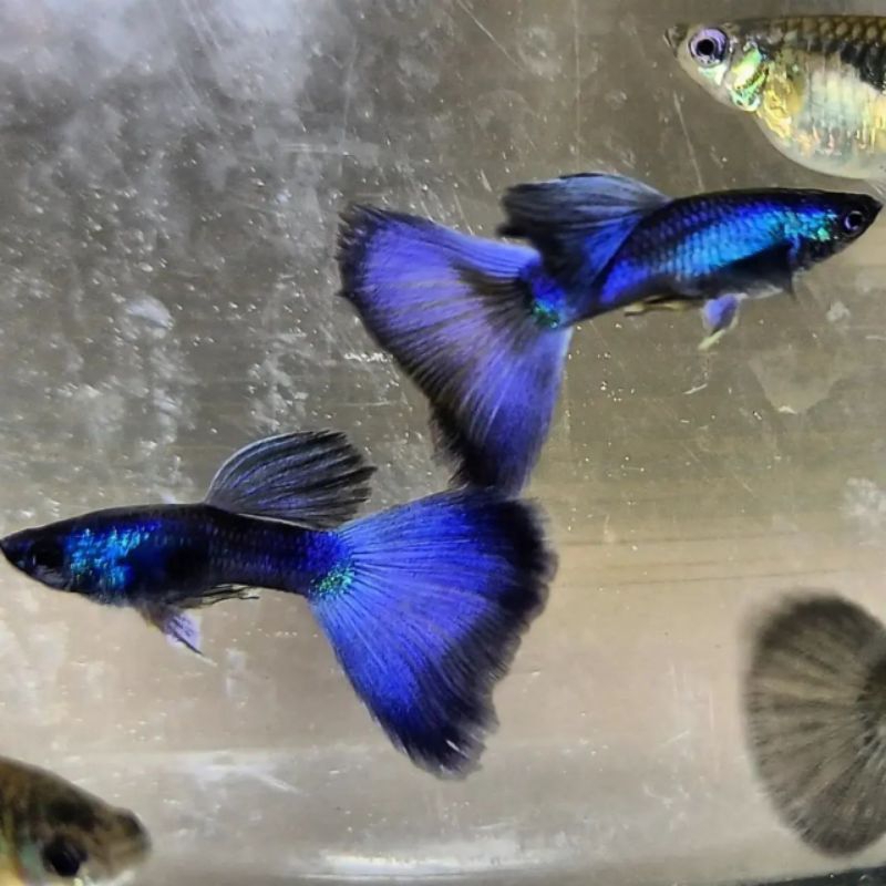 Ikan Guppy Blue Moscow Usia Remaja 2/3 Bulan