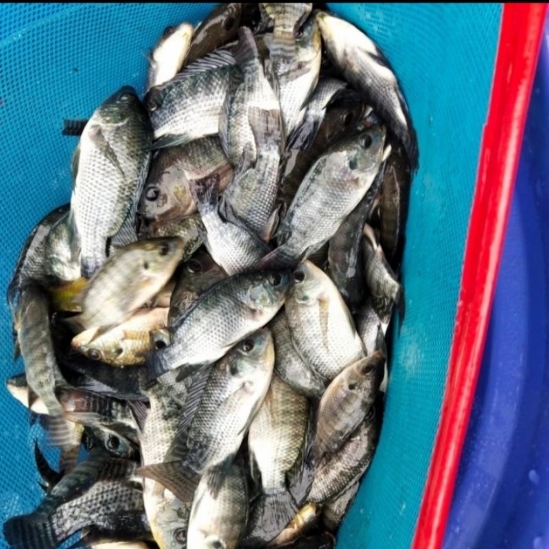 Bibit ikan mujaer/nila hitam ukuran 3 jari murah berkualitas