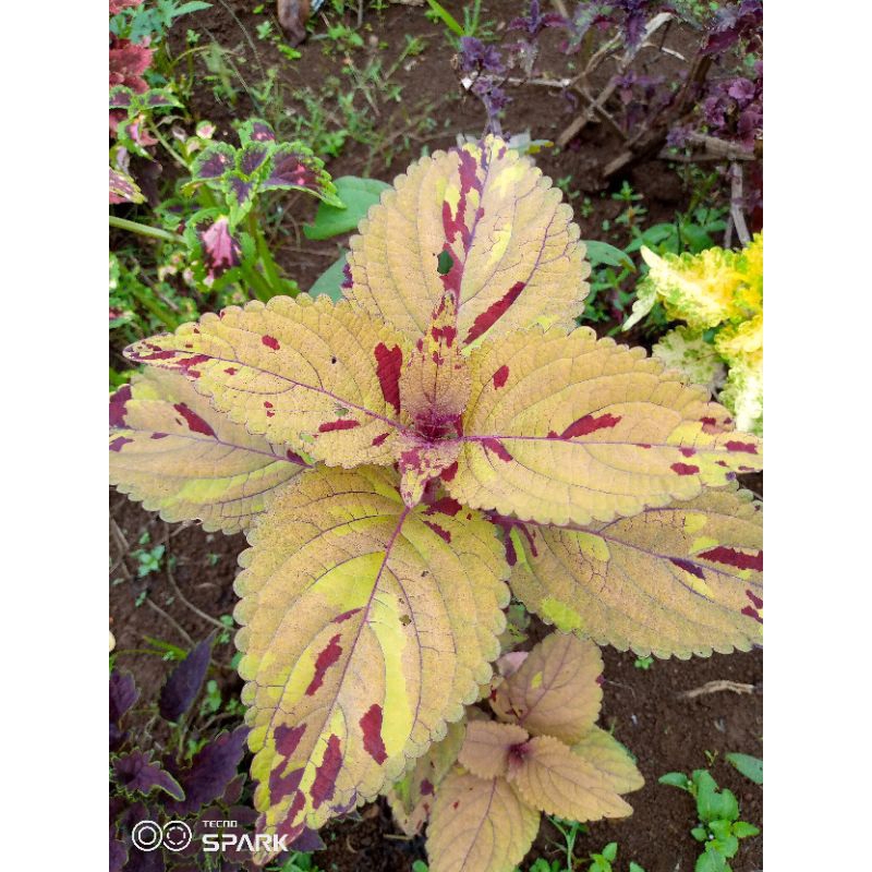 038//miana//coleus//Miana batik army