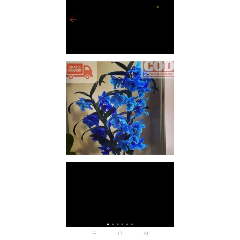 anggrek dendrobium dewasa bunga blue