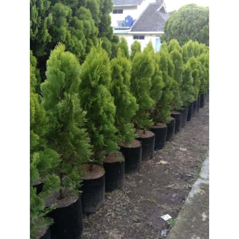 Pohon Cemara Kipas Tinggi 1 Meter Tanaman Cemara Kipas Tinggi 1 Meter