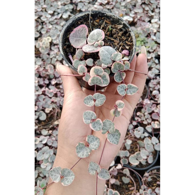 string of heart variegata