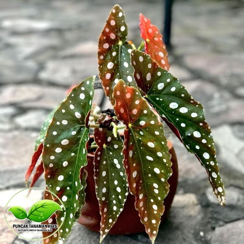 Tanaman Hias Begonia Polkadot - Begonia Polkadot