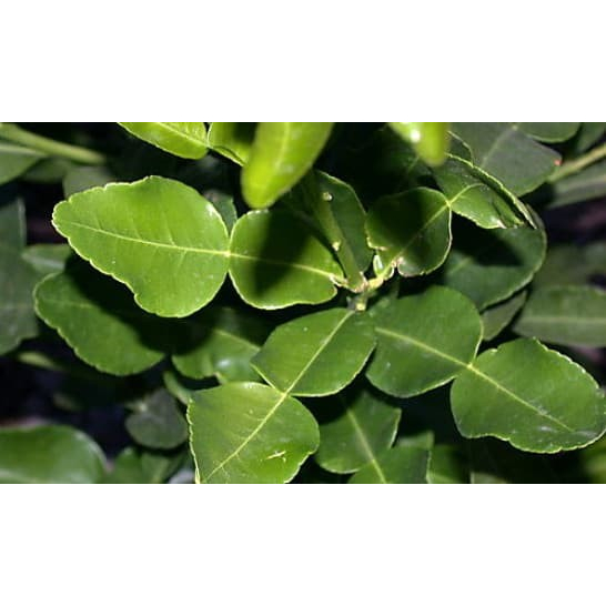 

Daun Jeruk Purut Segar harga per lembar / per 1 pcs