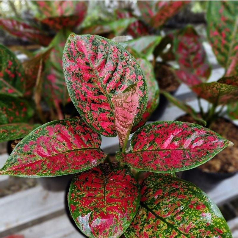 Aglonema Red Spider Tanaman Hias Aglonema Aglaonema Red Spider Murah Merah BUKAN BONGGOL Aglonema Me