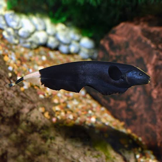 Black Ghost Knifefish / Ikan Black Ghost / ikan Bulu Ayam / Ikan Hias Aquascape / Air Tawar
