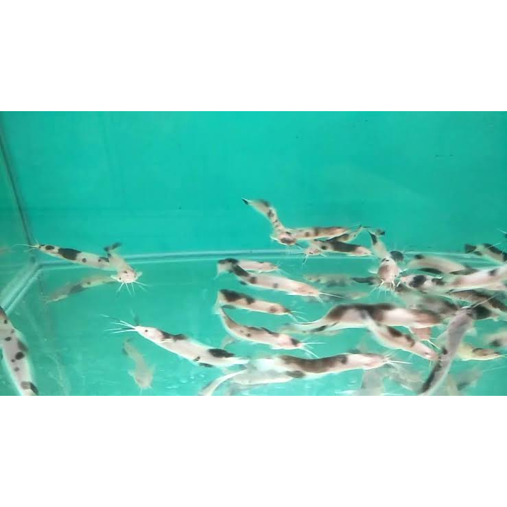 Bibit Ikan Lele Albino / Bibit Lele Sapi / Ikan Hias Air Tawar / ikan Kolam