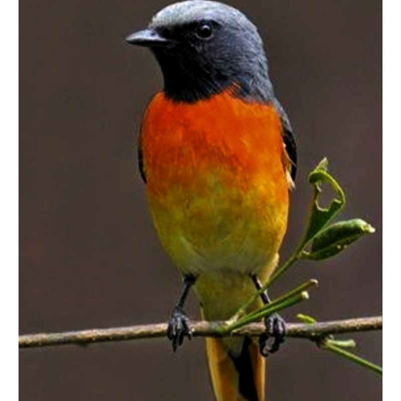 BURUNG MANTENAN KECIL JANTAN