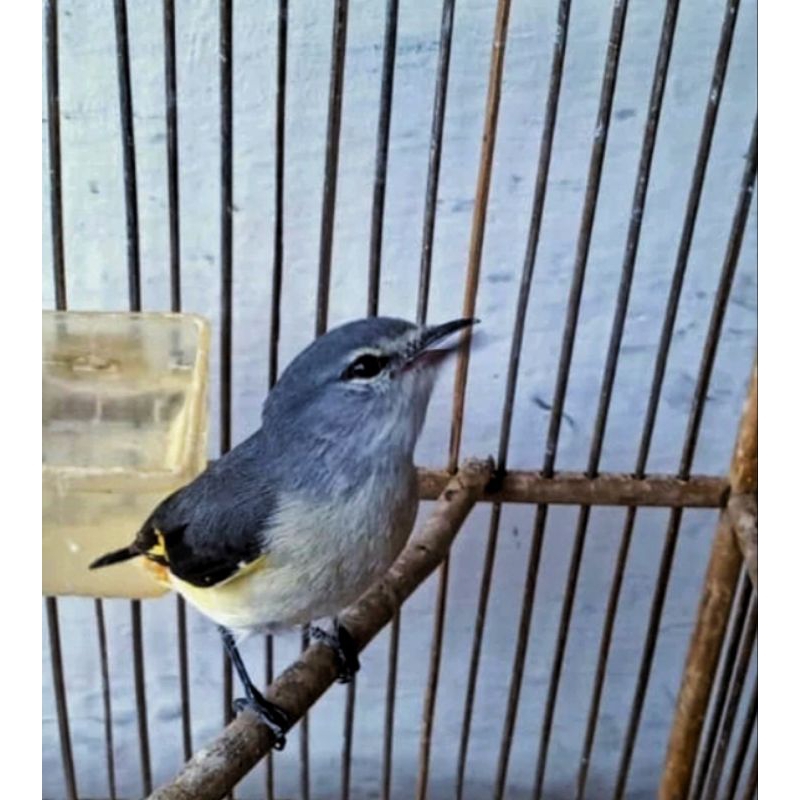 BURUNG MANTENAN KECIL BETINA
