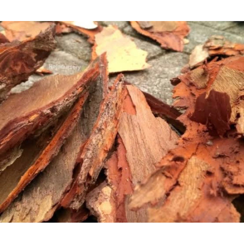 

Kulit pohon mahoni / kulit mahoni segar 250 gram-az