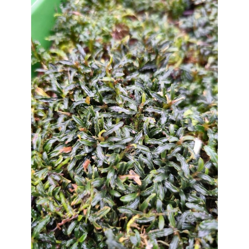 bucephalandra super mini