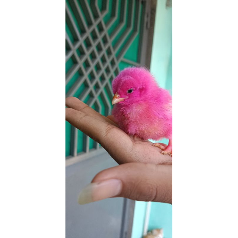 

AYAM PINK