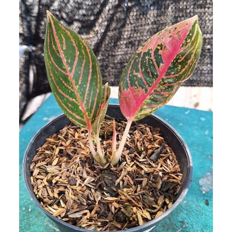 aglonema POS 2