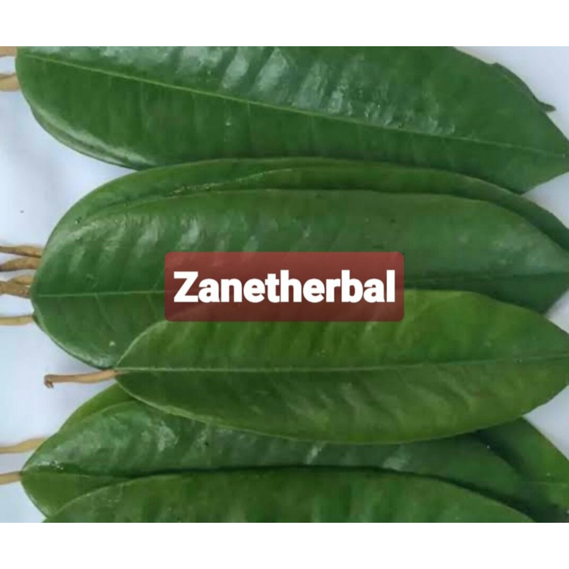 

Daun durian segar petik langsung 350 gram-az