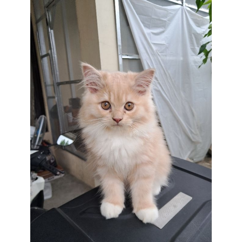 Persia Flatnose Kitten
