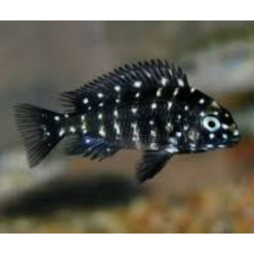 Ikan Throopheus dubois