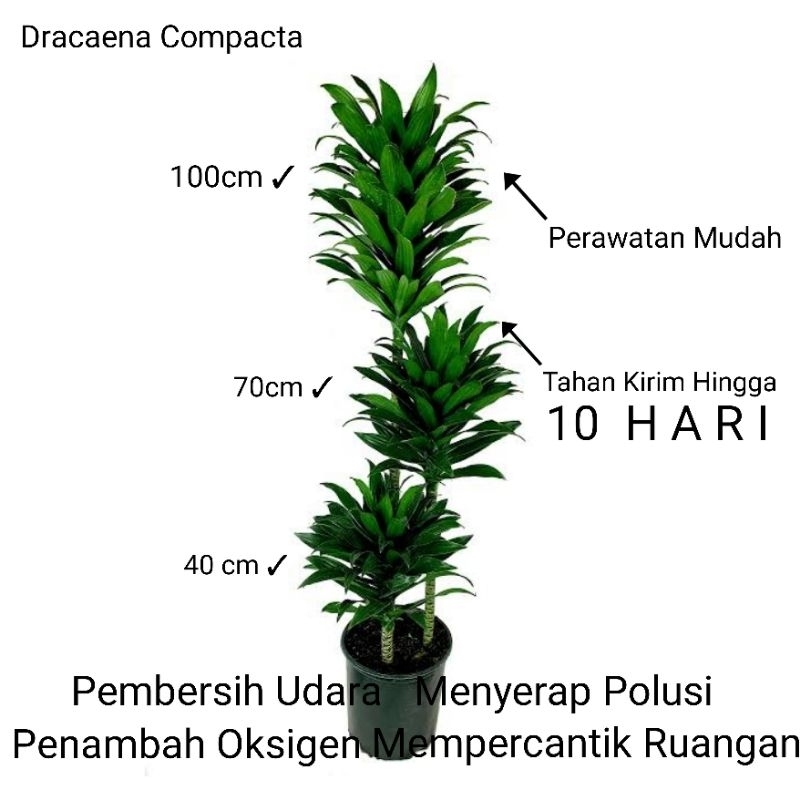 Adelonz Tanaman Hias Dracaena Compacta / Janet Craig