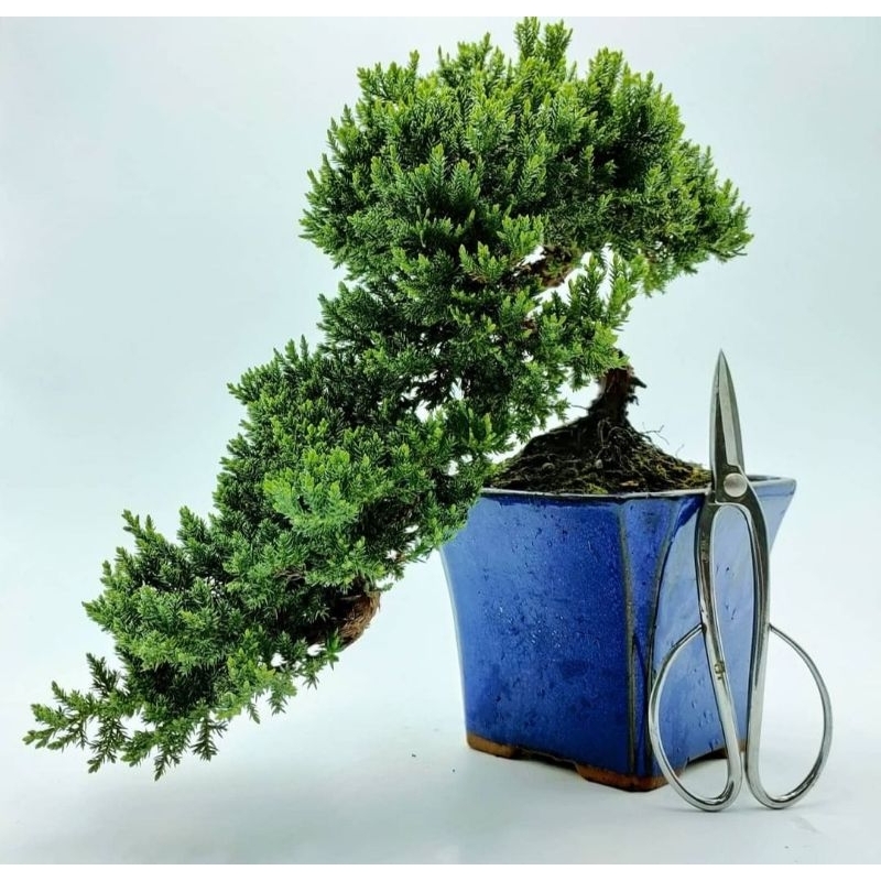 Cemara bajol. Cemara buaya bahan bonsai