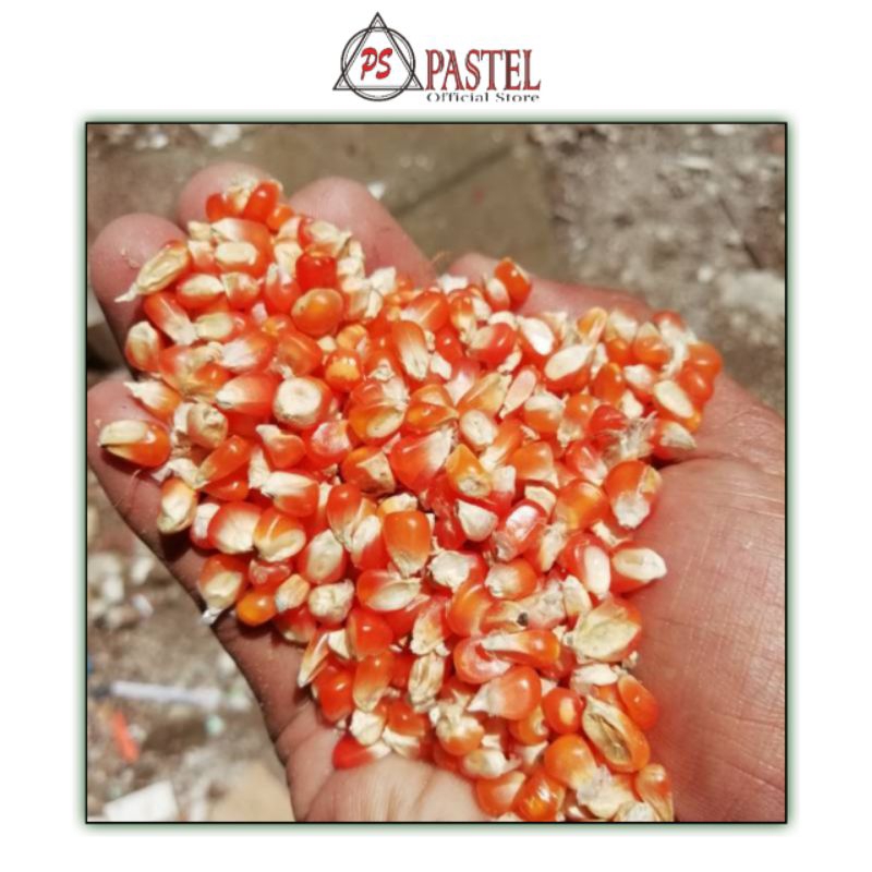 PS ~ Jagung Kristal | Pakan Superan | Pakan Merpati | Pakan Ayam | Benih Jagung Lokal