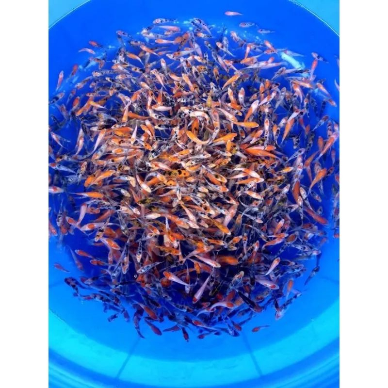 

Bibit koi Blitar jenis warna 50 ekor