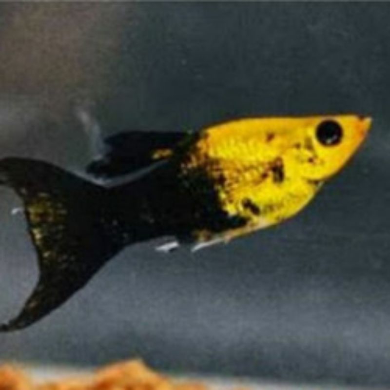 HIASAN AQUARIUM MOLLY CAWANG BALLON GOLDEN BLACK