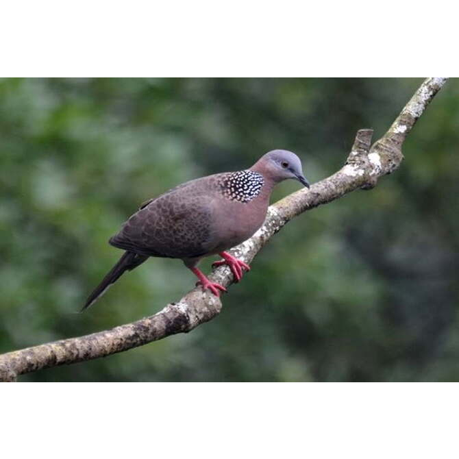 Burung tekukur atau derkuku