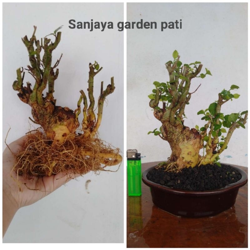 BAHAN BONSAI SERUT MAME SUDAH HIDUP AKAR LEBAT TIDAK PERLU SUNGKUP