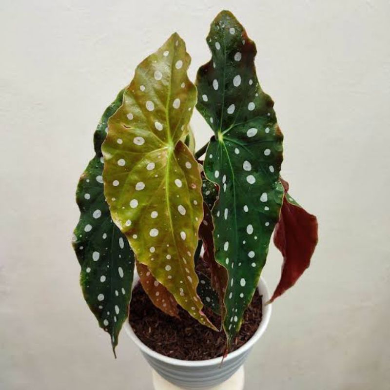 Tanaman hias begonia polkadot - begonia polkadot rimbun